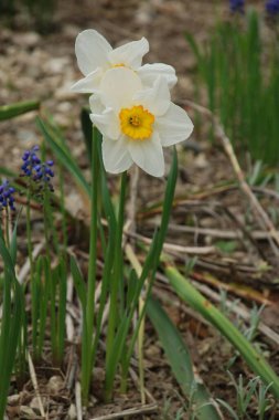 Narcissus (Narcissus), Amarillis familyasından bir bitki cinsidir.
