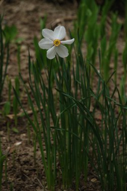 Narcissus (Narcissus), Amarillis familyasından bir bitki cinsidir.
