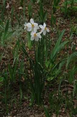 Narcissus (Narcissus), Amarillis familyasından bir bitki cinsidir.