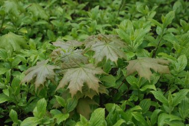 Akçaağaç ya da çınar akçaağaç (Acer platanoides L.)
