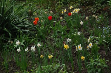 Bahçe lalesi ve narsist