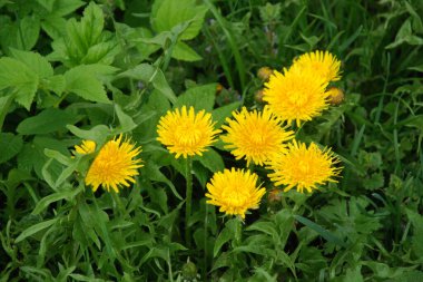 Sıradan yaban domuzu (Şırınga bayağılığı))