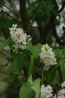 Sıradan yaban domuzu (Şırınga bayağılığı))