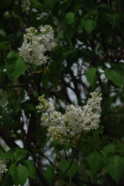 Sıradan yaban domuzu (Şırınga bayağılığı))