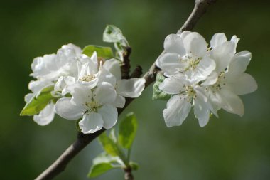 Beyaz elma çiçeği, bahar.