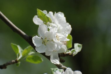 Beyaz elma çiçeği, bahar.