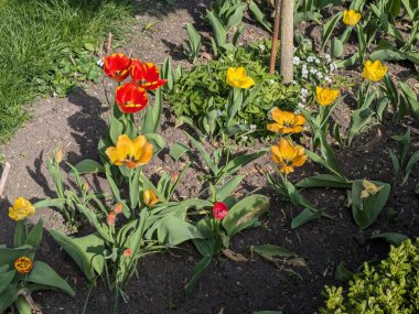 Bahçe lalesi (Tulipa gesneriana), zambak familyasından bir bitki türü. 