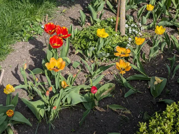 Bahçe lalesi (Tulipa gesneriana), zambak familyasından bir bitki türü. 