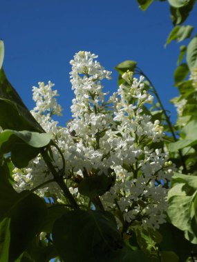 Sıradan yaban domuzu (Şırınga bayağılığı))          