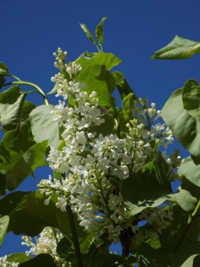 Sıradan yaban domuzu (Şırınga bayağılığı))          