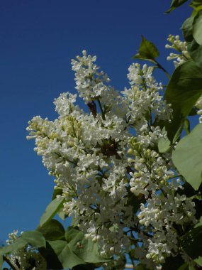 Sıradan yaban domuzu (Şırınga bayağılığı))          