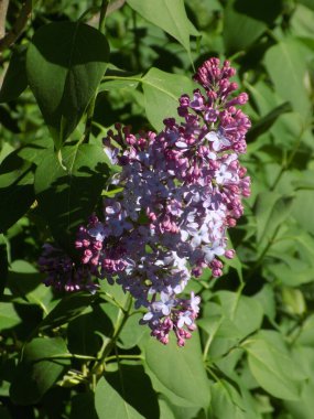 Sıradan yaban domuzu (Şırınga bayağılığı))          