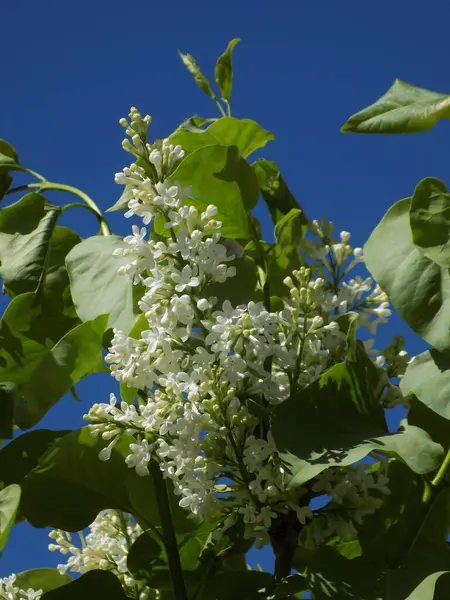 Sıradan yaban domuzu (Şırınga bayağılığı))          