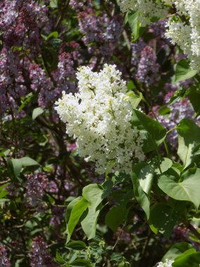 Sıradan yaban domuzu (Şırınga bayağılığı))          