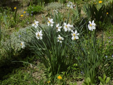 Narcissus (Narcissus), Amarillis familyasından bir bitki cinsidir.          