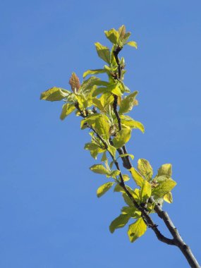 Bir dalda yeşil yapraklar          