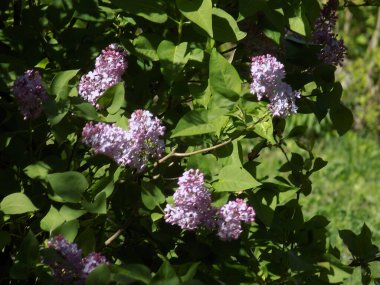 Sıradan yaban domuzu (Şırınga bayağılığı))          