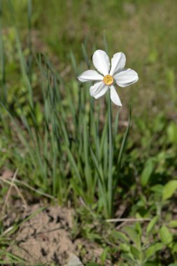 Narcissus (Narcissus), Amarillis familyasından bir bitki cinsidir. 
