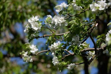 Beyaz elma çiçeği, bahar.