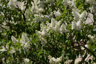 Sıradan yaban domuzu (Şırınga bayağılığı))