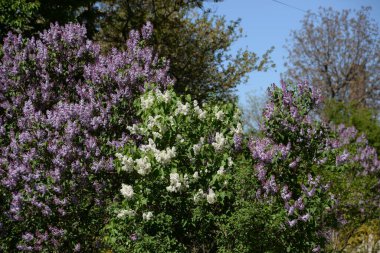 Sıradan yaban domuzu (Şırınga bayağılığı))