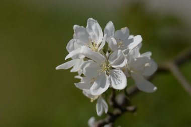 Beyaz elma çiçeği, bahar.