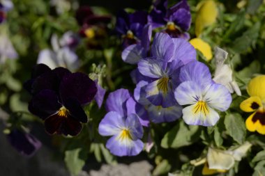 Üç renkli menekşe, vahşi nonoş (Viola üç renkli L.)