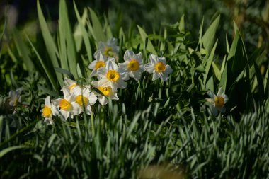 Narcissus (Narcissus), Amarillis familyasından bir bitki cinsidir. 