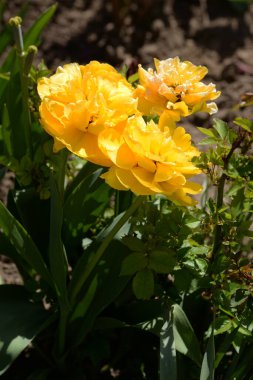 Bahçe lalesi (Tulipa gesneriana), zambak familyasından bir bitki türü. 