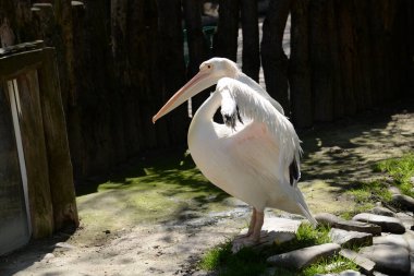 Pembe pelikan (Pelecanus onocrotalus), pelikan familyasından bir kuş türü..