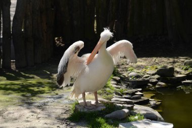 Pembe pelikan (Pelecanus onocrotalus), pelikan familyasından bir kuş türü..