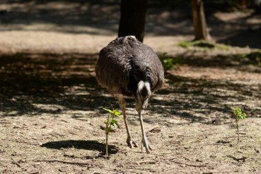 Avustralya Emu (Dromaius novaehollandiae)