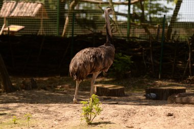 Avustralya Emu (Dromaius novaehollandiae)