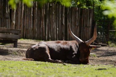 Kara antilop ya da beyaz kuyruklu antilop (Latince: Connochaetes gnou), Gnu familyasından bir memeli türüdür..