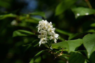 Siyah mürver (Sambucus nigra)