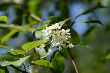 Siyah mürver (Sambucus nigra)