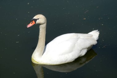 Dilsiz kuğu (Cygnus olor) ördek familyasından bir su kuşudur.). 