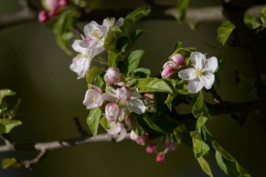 Beyaz elma çiçeği, bahar.