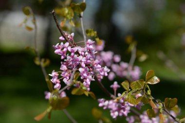 Kanada Yahuda Ağacı, Kanada Cercis
