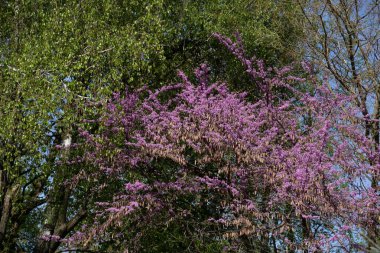 Kanada Yahuda Ağacı, Kanada Cercis