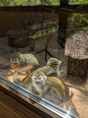 Yeşil maymun (Chlorocebus sabaeus)