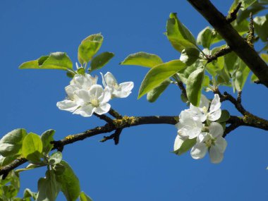  Beyaz elma çiçeği, bahar.         