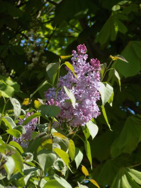 Sıradan yaban domuzu (Şırınga bayağılığı))          
