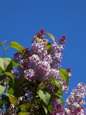 Sıradan yaban domuzu (Şırınga bayağılığı))          