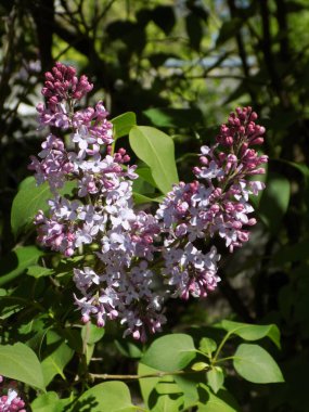 Sıradan yaban domuzu (Şırınga bayağılığı))          