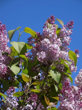 Sıradan yaban domuzu (Şırınga bayağılığı))          