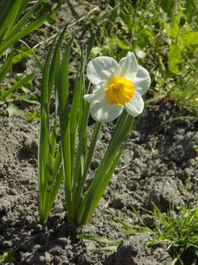 Narcissus (Narcissus), Amarillis familyasından bir bitki cinsidir.           