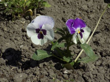 Üç renkli menekşe, vahşi nonoş (Viola üç renkli L.)          