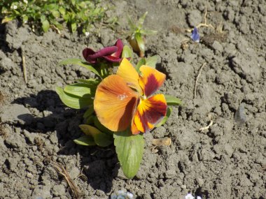Üç renkli menekşe, vahşi nonoş (Viola üç renkli L.)          