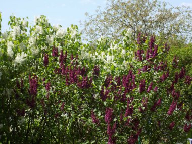 Sıradan yaban domuzu (Şırınga bayağılığı))          